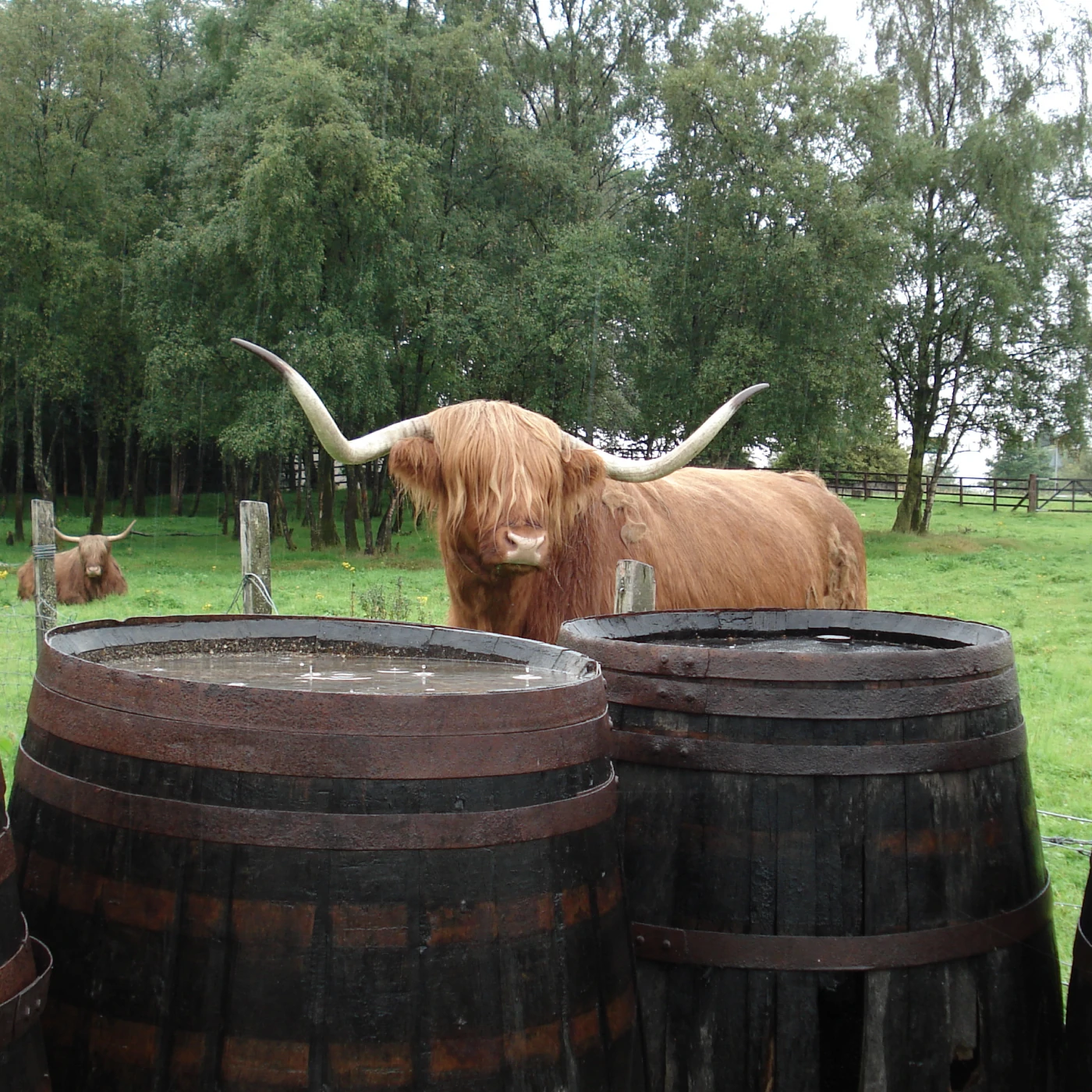 Ben Nevis Distillery , ein Yak und Weinfässer